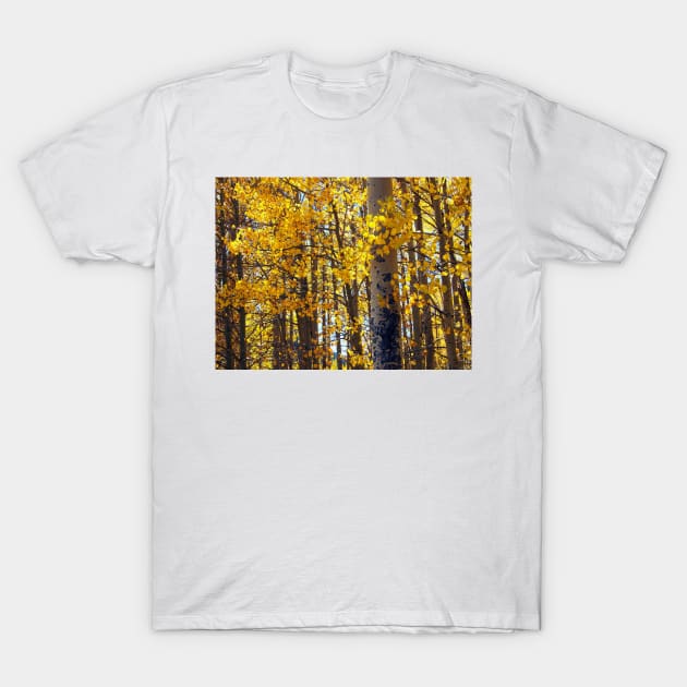 Colorado Aspen Trees in Fall T-Shirt by Scubagirlamy